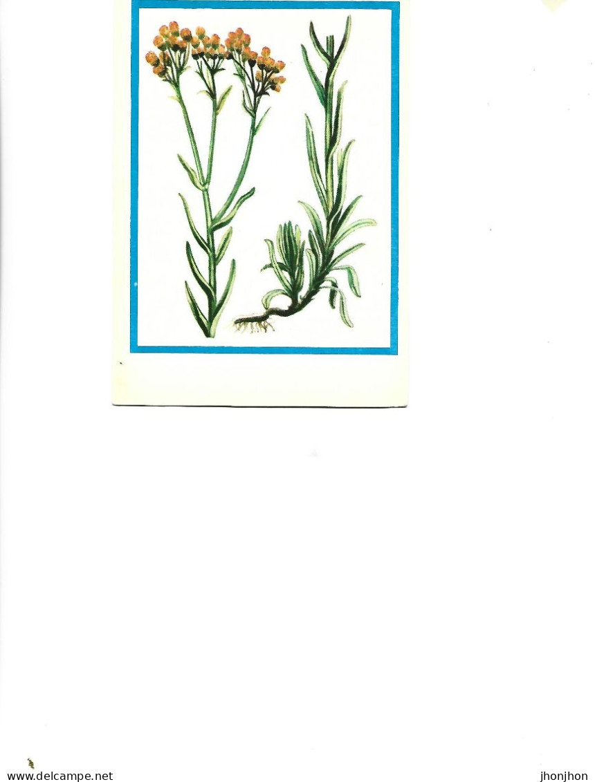 Postcard Unused -   Plants - Medicinal Plants - Siminoc (Helichrysum Arenarium Dc.) - Piante Medicinali