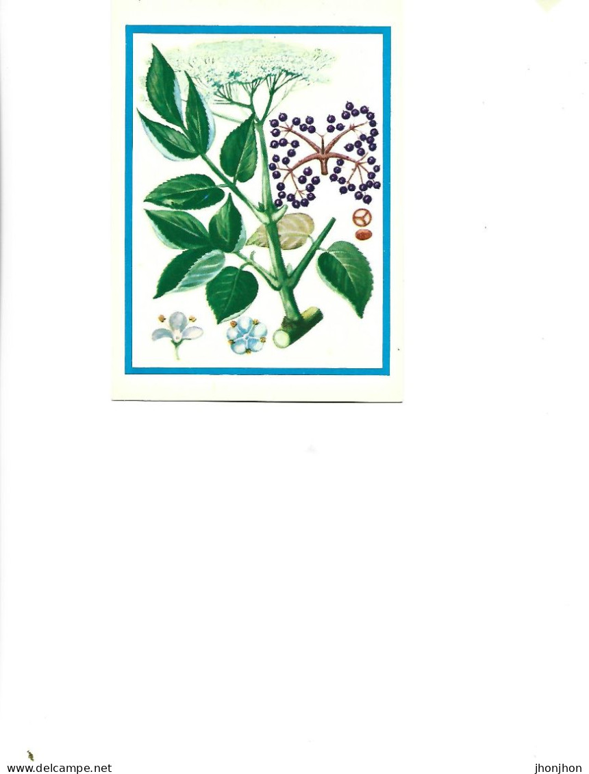 Postcard Unused -   Plants - Medicinal Plants - Elderberry  (Sambucus Nigra L.) - Heilpflanzen