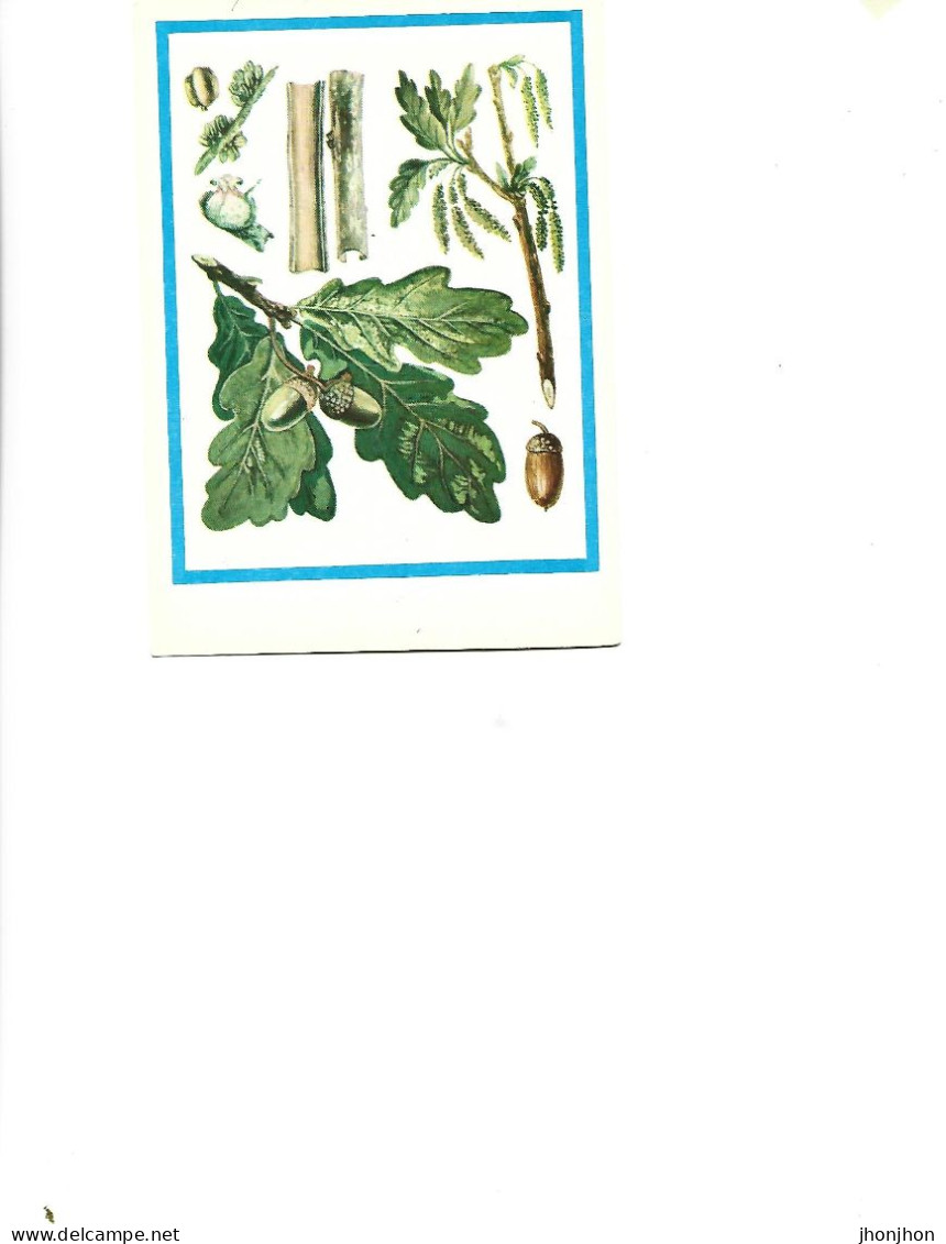 Postcard Unused -   Plants - Medicinal Plants - Pedunculate Oak  (Quercus Robur L.) - Heilpflanzen