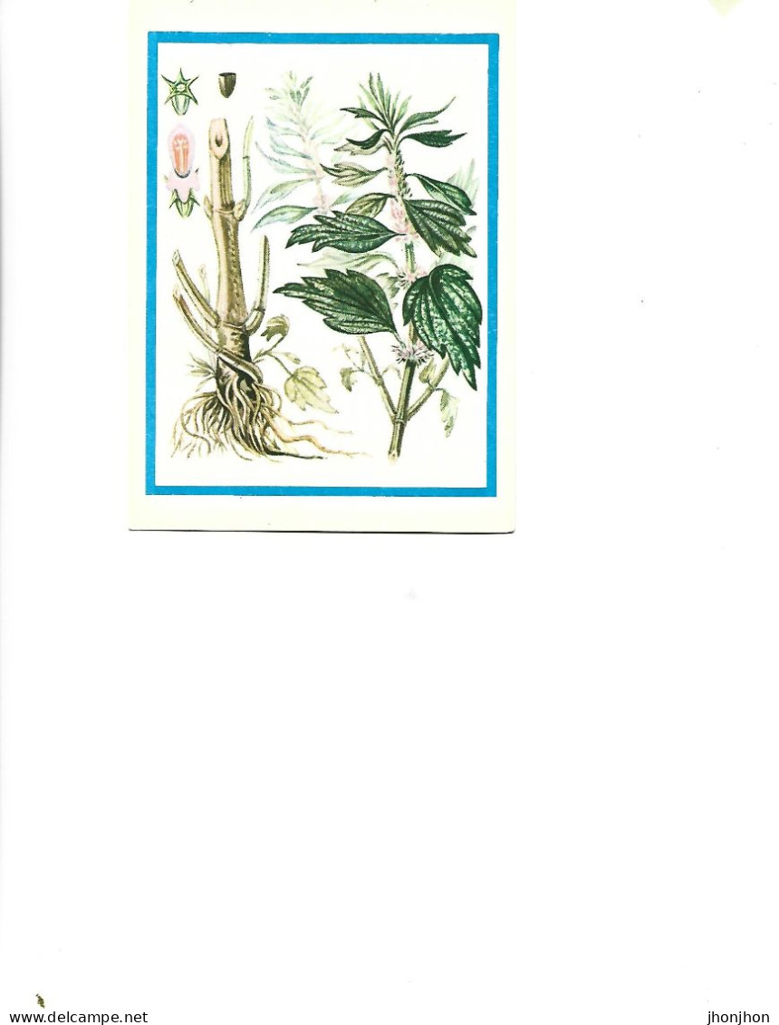 Postcard Unused -   Plants - Medicinal Plants - Goose Sole  (Leonorus Quinquelobatus Gilib) - Plantes Médicinales