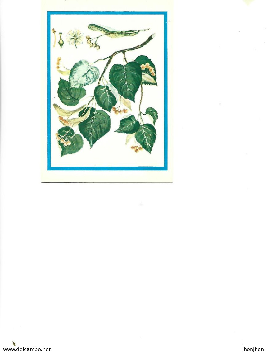 Postcard Unused -   Plants - Medicinal Plants -  Linden  (Tilia Cordata Mill.) - Plantes Médicinales