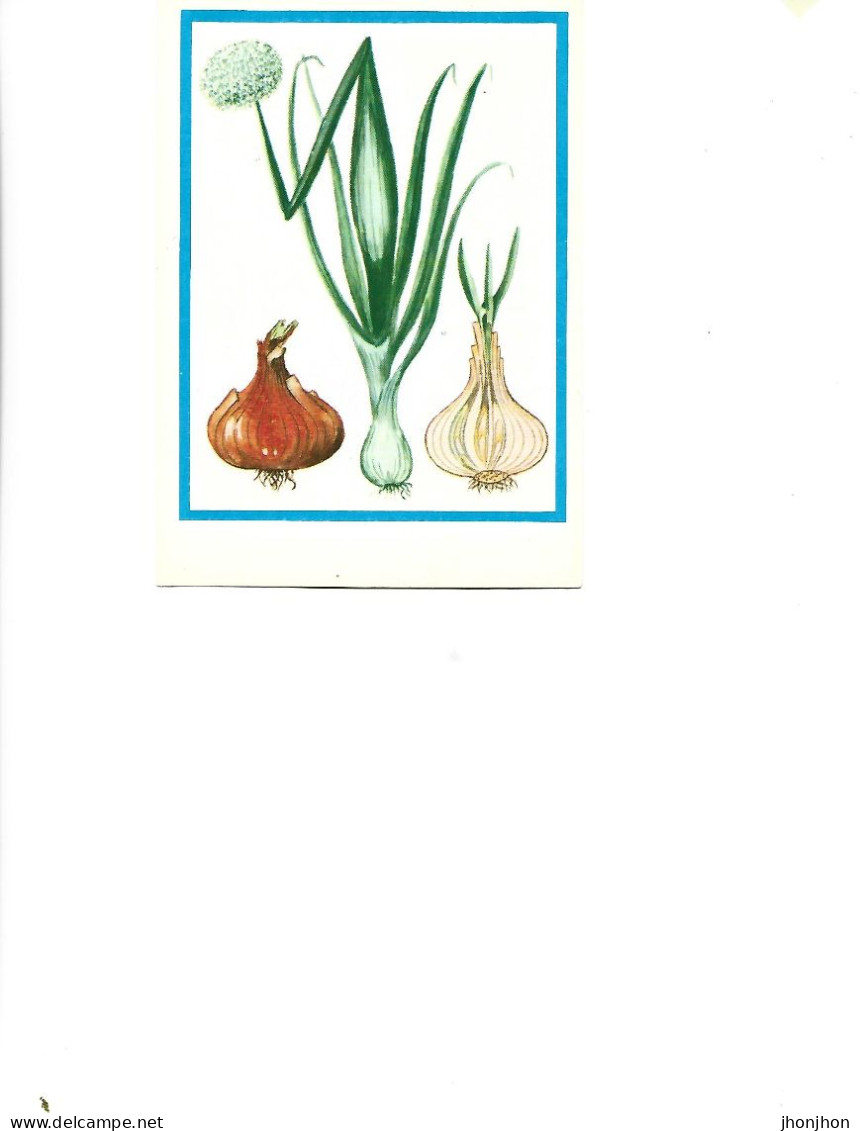 Postcard Unused -   Plants - Medicinal Plants - Onion  (Allium Cepa L.) - Plantes Médicinales