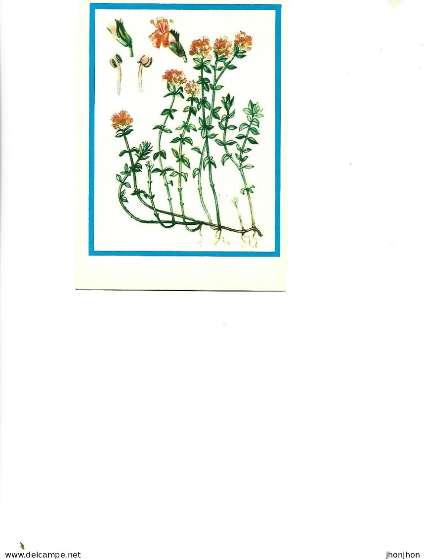 Postcard Unused -   Plants - Medicinal Plants - Skylighter  (Thymus Serpyllum L.) - Medicinal Plants