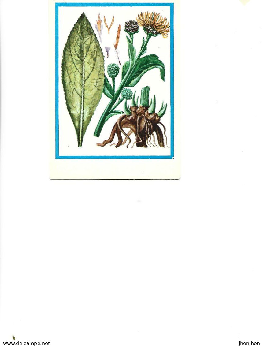 Postcard Unused -   Plants - Medicinal Plants - Big Grass  (Inula Helenium L..) - Heilpflanzen