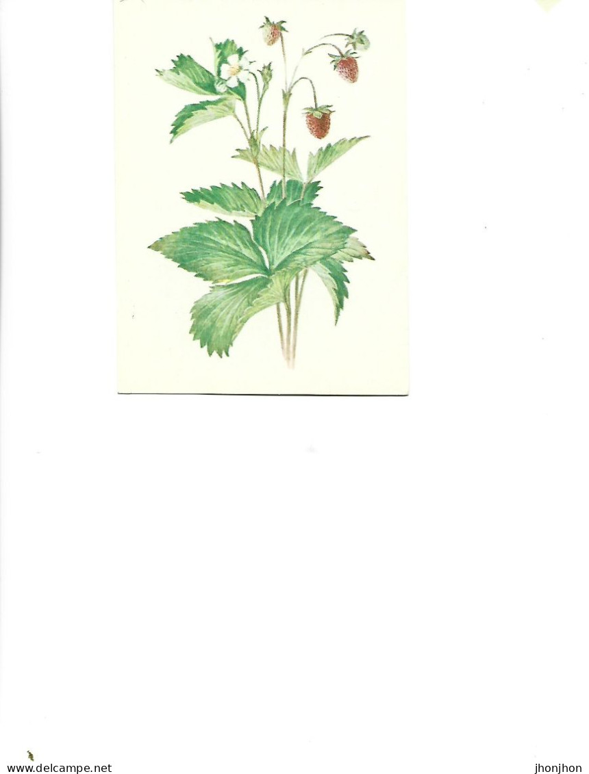 Postcard Unused -   Plants - Medicinal Plants -  Strawberries  (Fragaria Vesca L..) - Plantes Médicinales