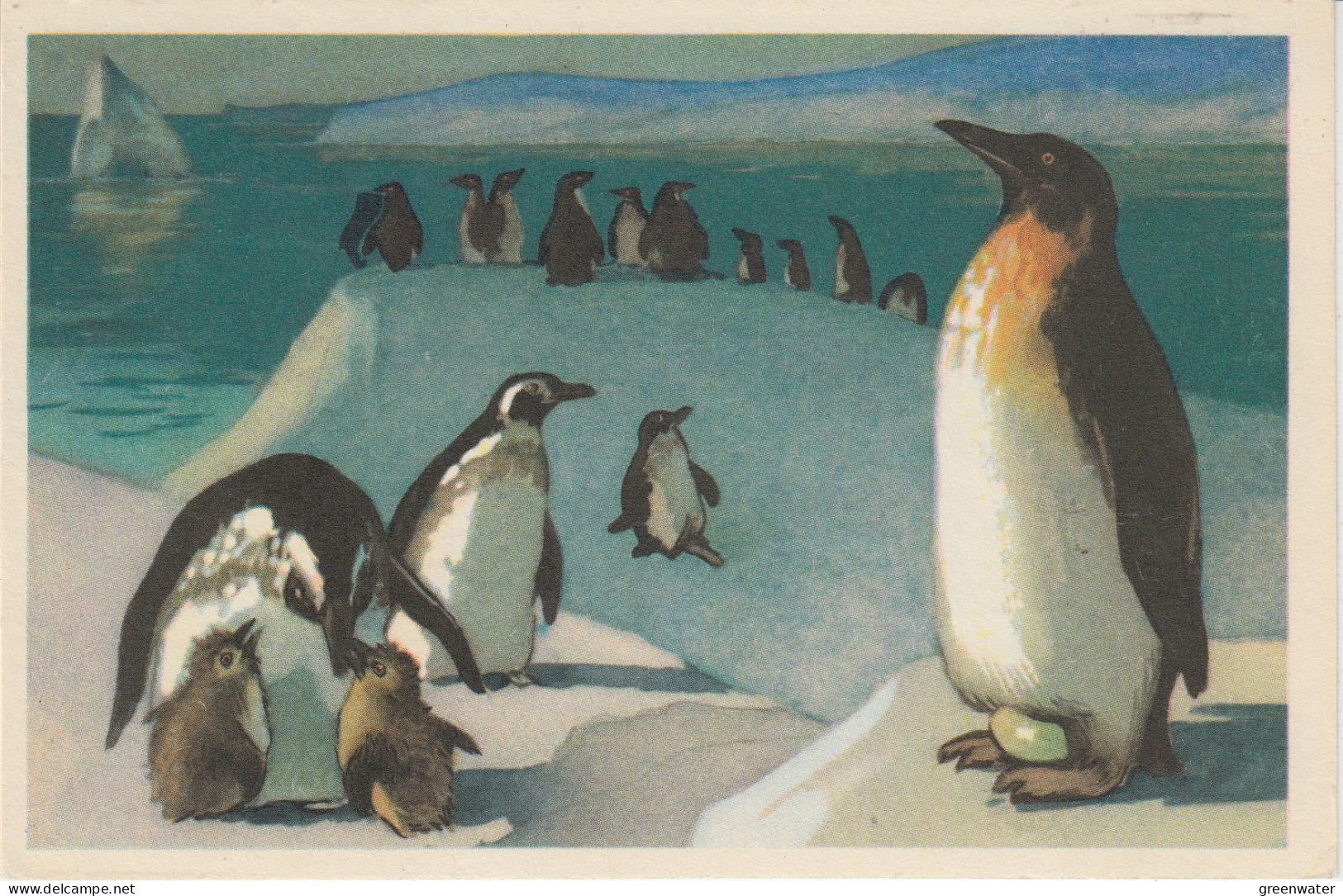 Russia Postcard "Penguins" TU Berlin Ca Bellingshausen 07.05.1997(SE172B) - Antarktischen Tierwelt