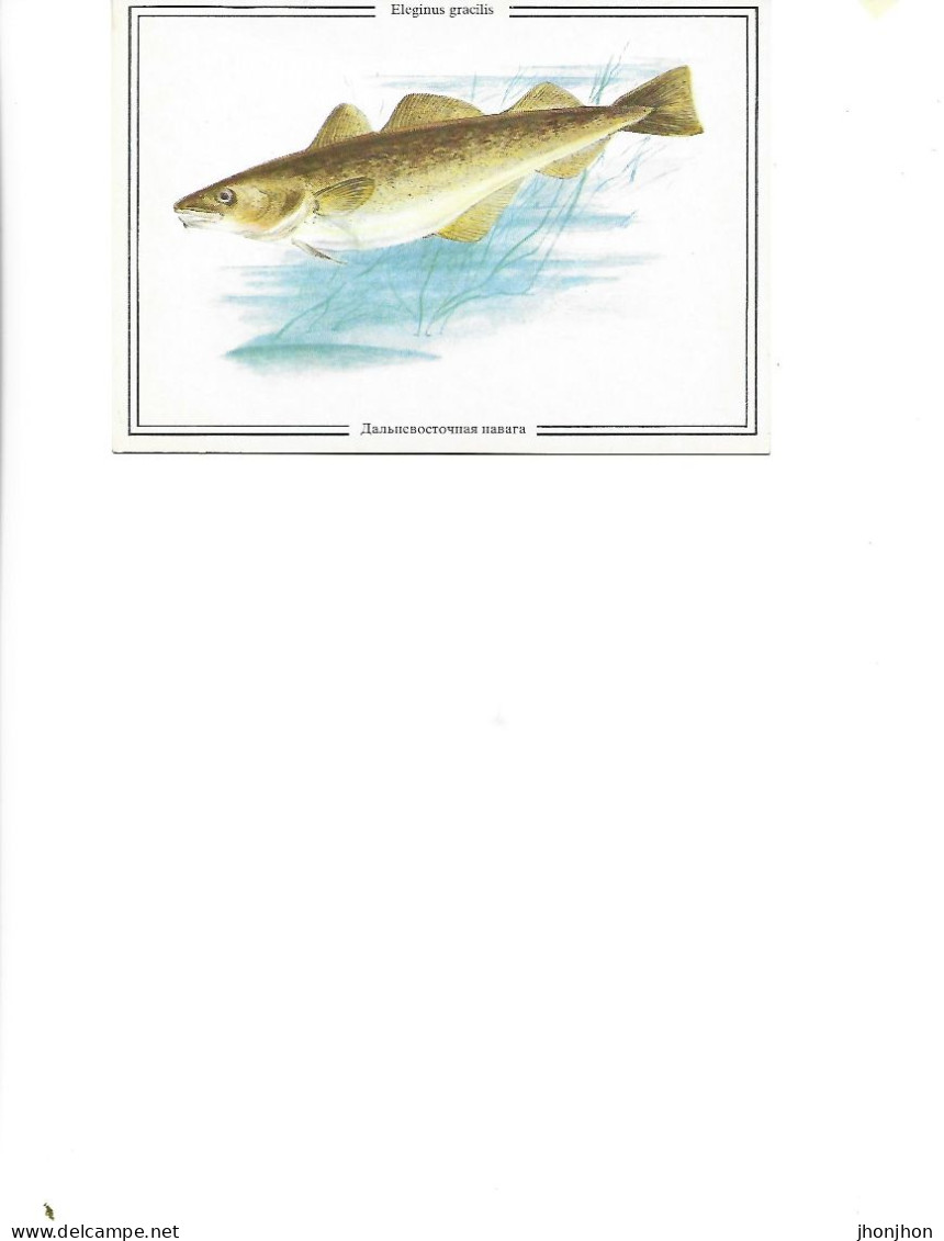 Postcard Unused - Pisces -   Far Eastern Saffron Cod  -  Eleginus Gracilis - Poissons Et Crustacés