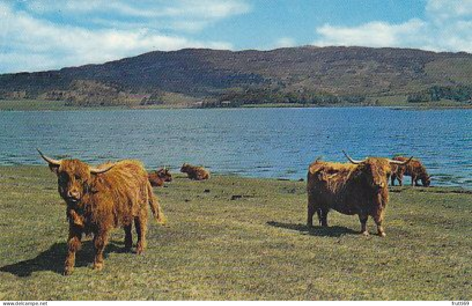AK 152788 Highland Cattle By The Loch Side - Taureaux