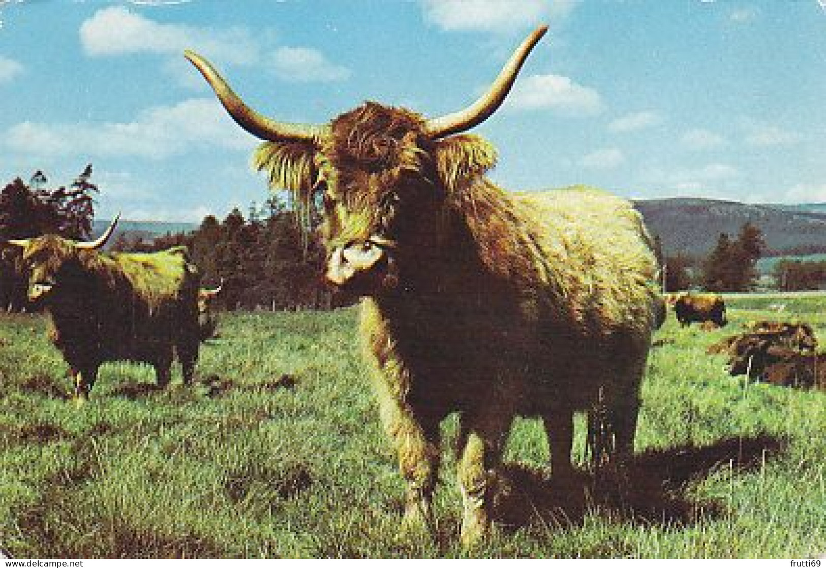AK 152791 Highland Cattle - Scotland - Taureaux