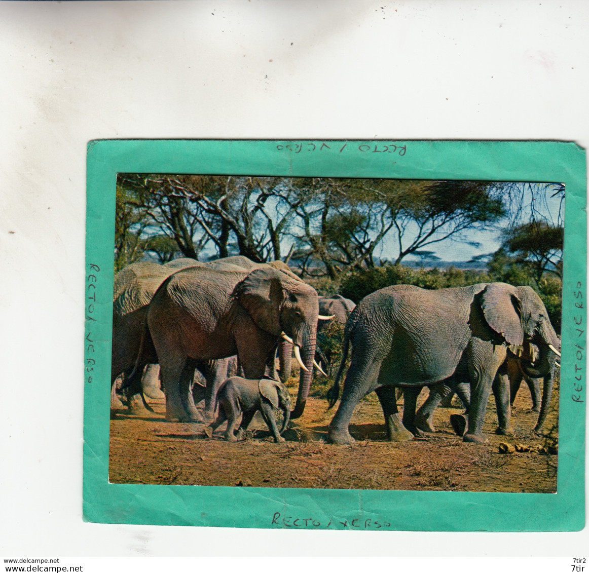 FAUNE AFRICAINE ELEPHANTS - Non Classés