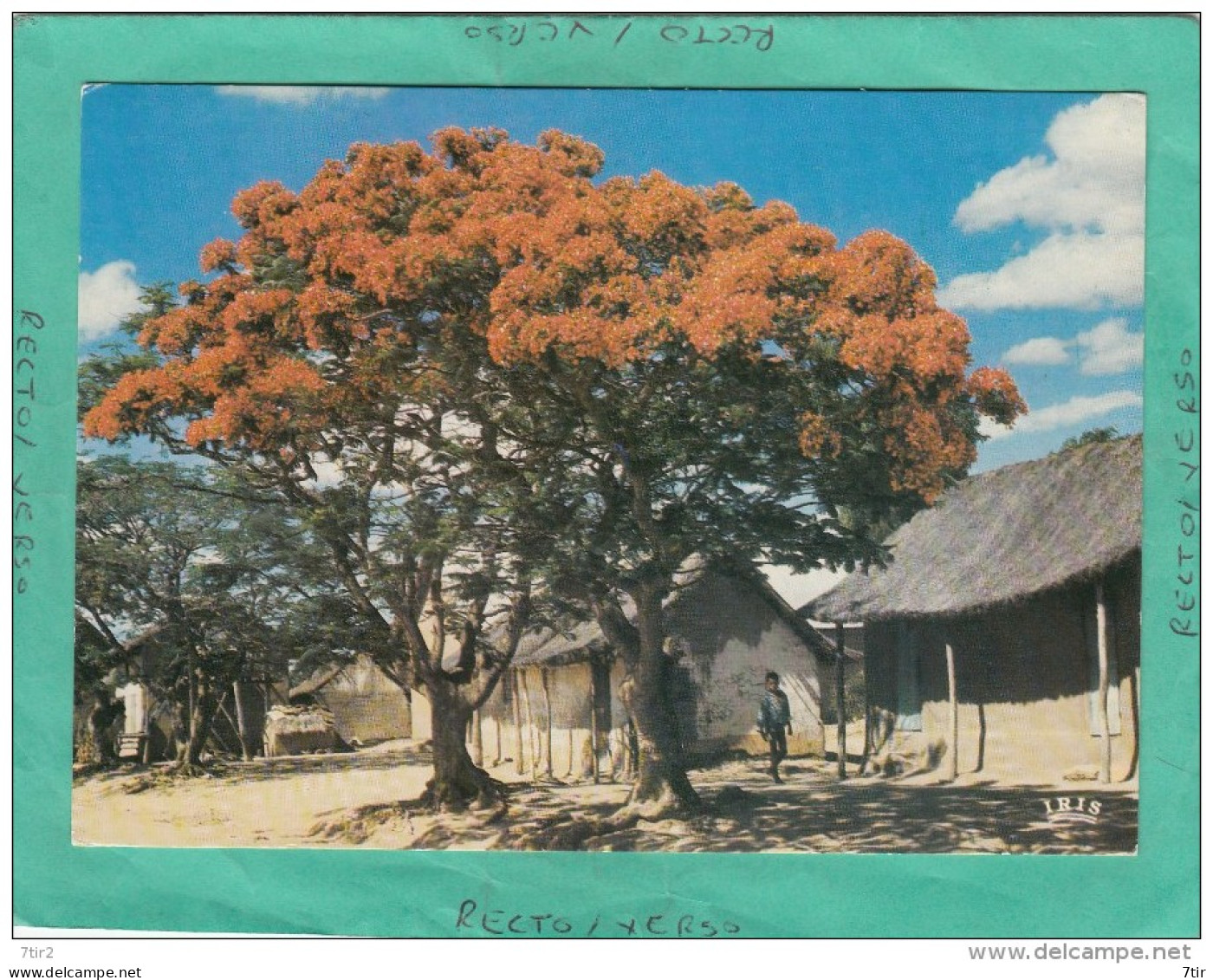 AFRIQUE EN COULEUR FLAMBOYANTS EN FLEURS - Non Classés