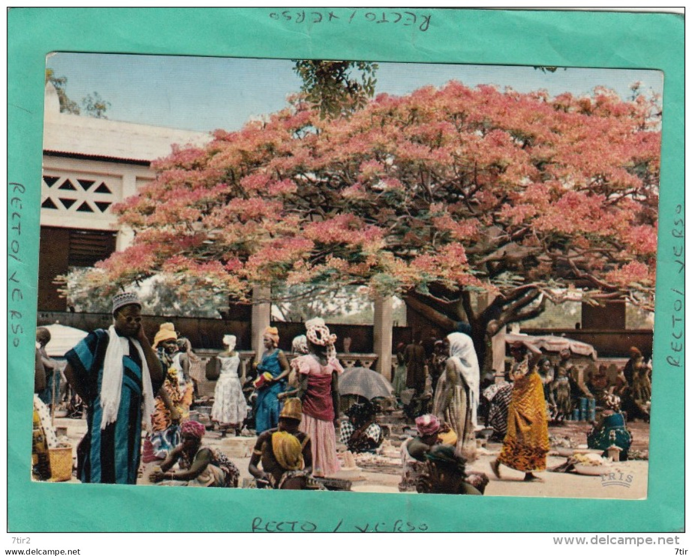 AFRIQUE EN COULEUR  MARCHANDES SOUS UN FLAMBOYANT - Non Classés