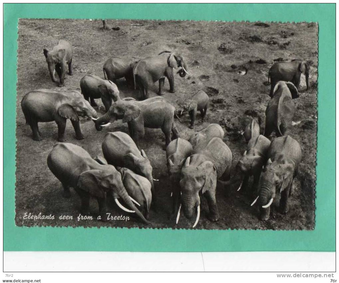 ELEPHANTS SEEN FROM A TREETOP  (copyright MONBASA ) - Kenya