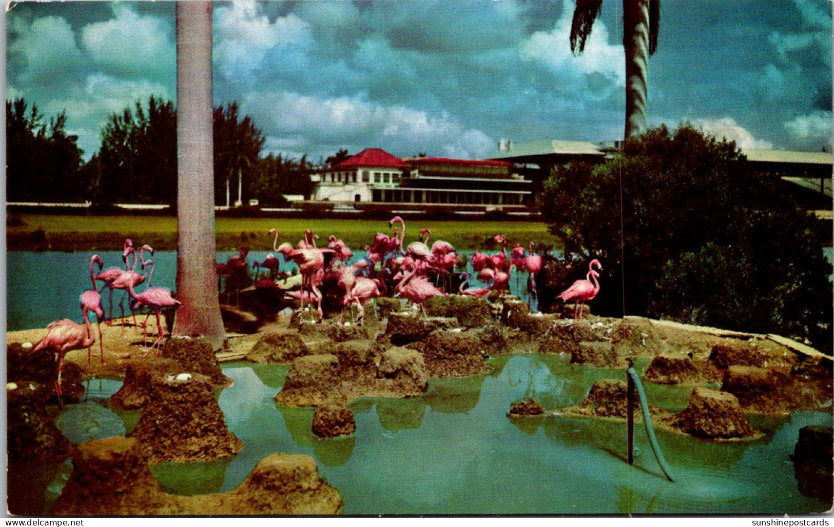 Florida Miami Flamingos At Hialeah Racetrack - Miami