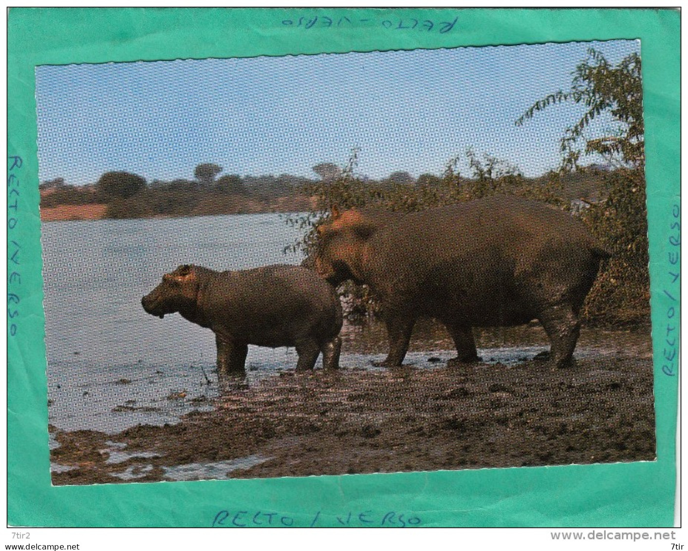 KENYA MOTHER AND BABY HIPPO POTAMUS - Kenya