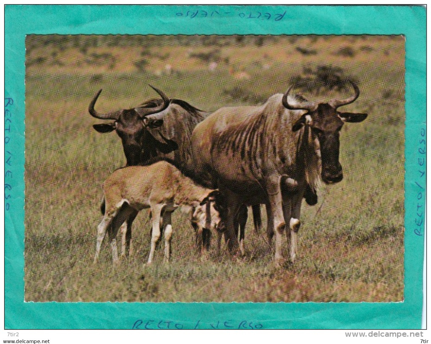 KENYA  WILD BEEST - Kenya