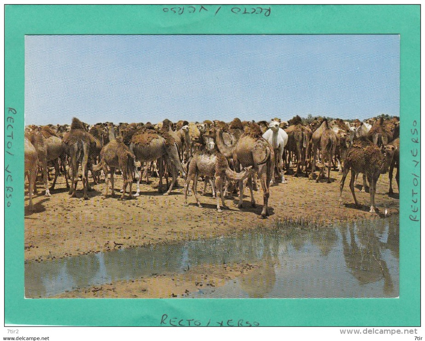 CHAMEAUX AU BORD DE L'OUED - Non Classés