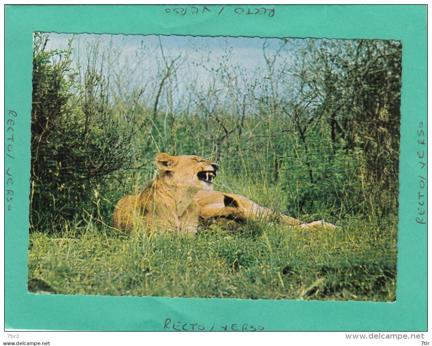 FAUNE AFRICAINE AFRICAN WILD LIFE LION - Non Classés