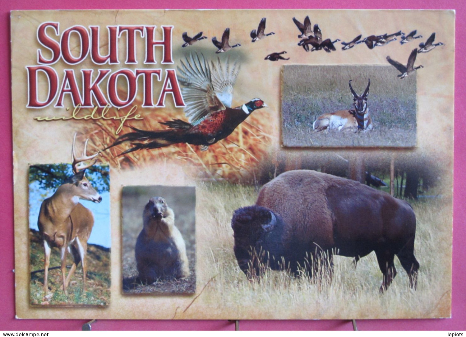 Etats-Unis - South Dakota - From The Vast Plains - Bison - Marmotte - Autres & Non Classés