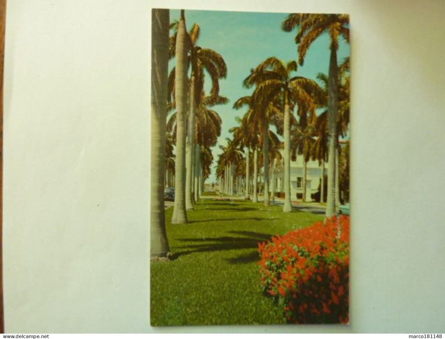 Avenue Of Magnificent Royal Palms - Miami