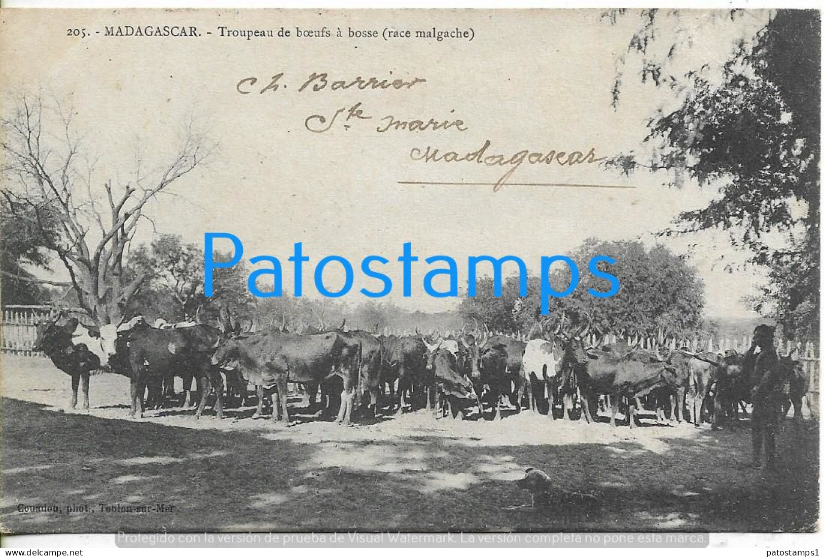 211618 AFRICA MADAGASCAR HERD OF HUMPED OX COW CIRCULATED TO URUGUAY POSTAL POSTCARD - Non Classés