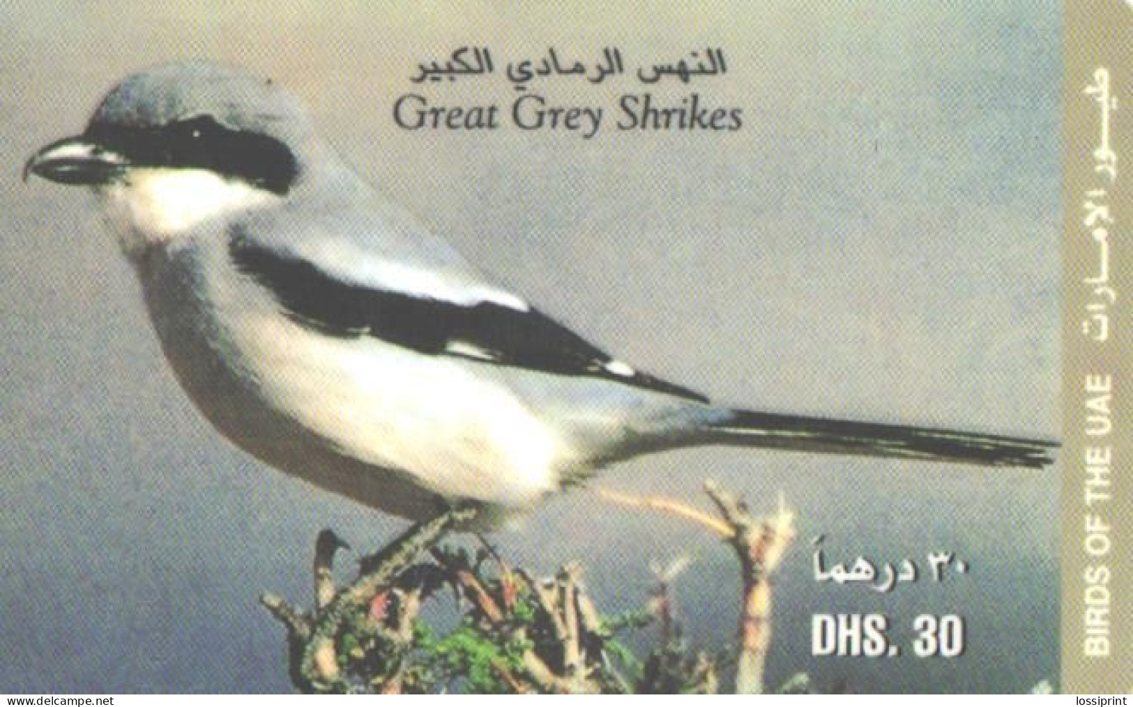 United Arab Emirates:Used Phonecard, 30 DHS., Bird, Great Grey Shrikes - Songbirds & Tree Dwellers