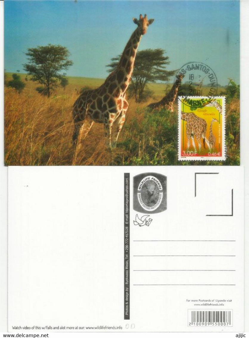 La Girafe Réticulée.  Carte-Maximum. Photos Recto & Verso - Giraffen