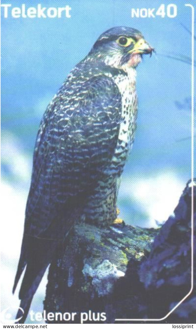 Norway:Used Phonecard, Telenor, 40 NOK, Falcon, Bird, Falco Rusticolus, 2002 - Arenden & Roofvogels