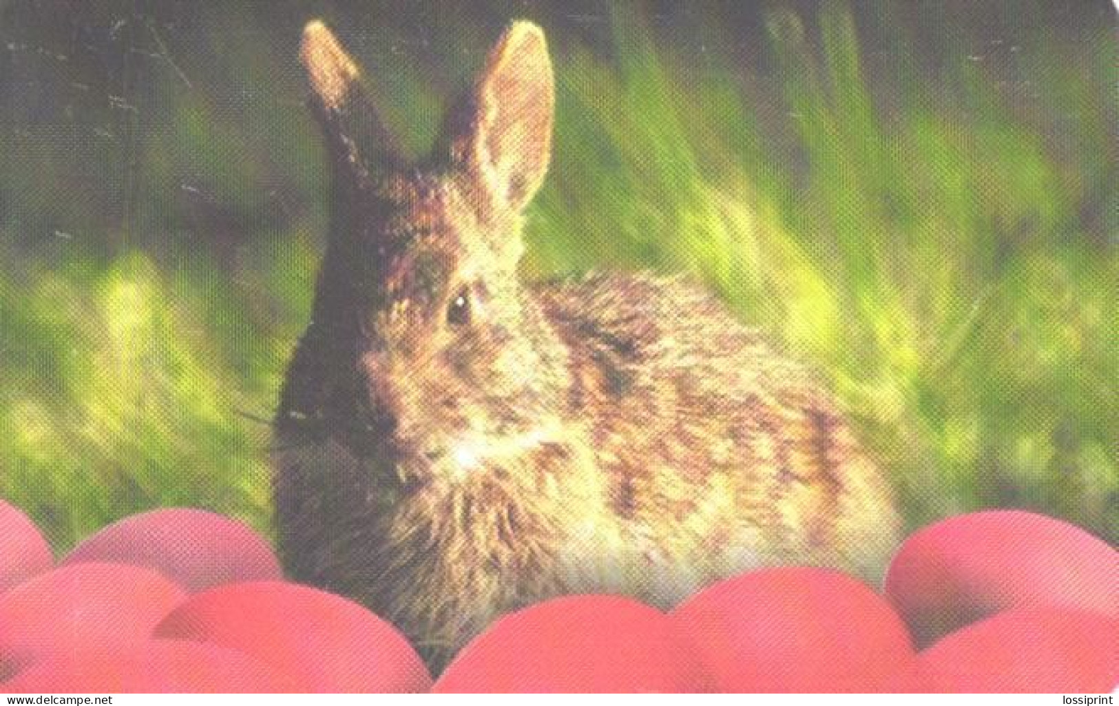 Romania:Used Phonecard, Rom Telecom, 50000 Lei, Rabbit, 2001 - Rabbits