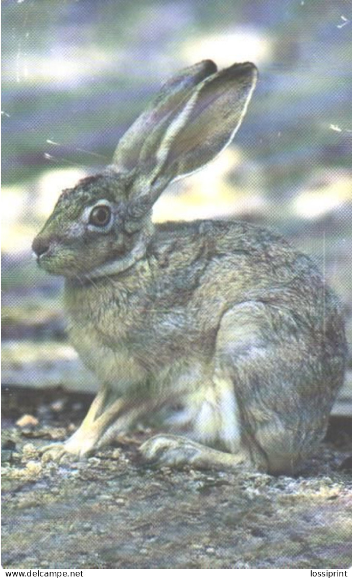 Oman:Used Phonecard, Oman Telecommunications Company, R.O. 3, Wild Rabbit - Rabbits