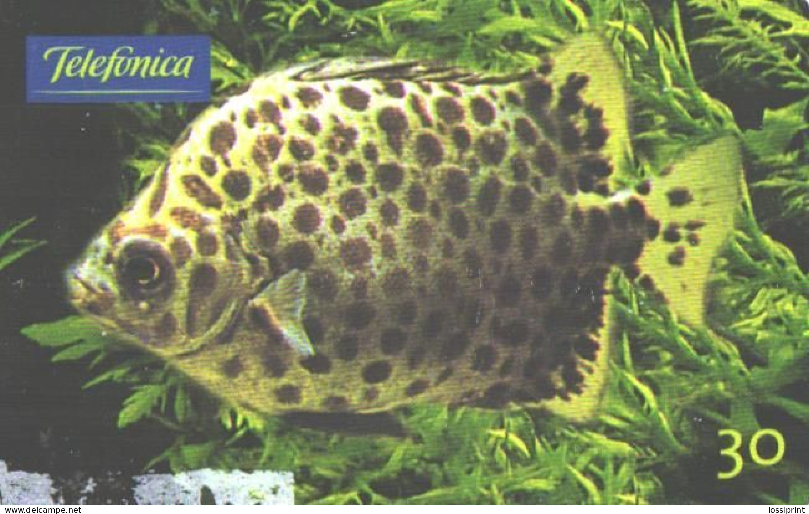 Brazil:Brasil:Used Phonecard, Telefonica, 30 Units, Fish, Scatophagus Argus, 2000 - Peces