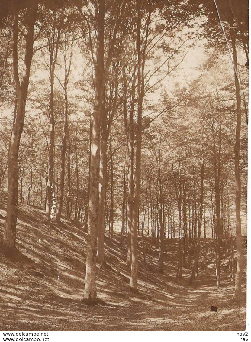 Putten Originele Foto Ca. 1905 Voor Kaart KE1429 - Putten