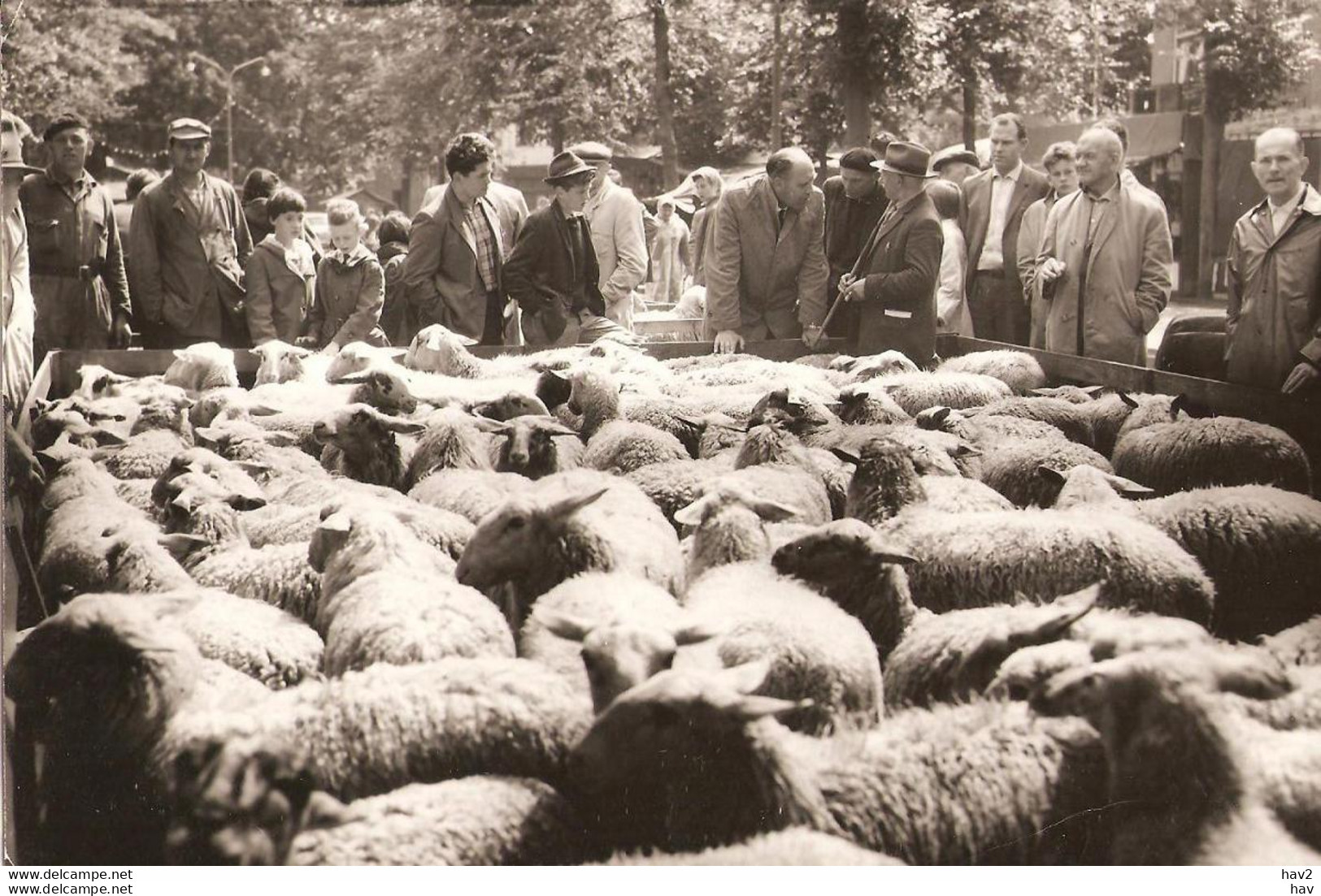 Persfoto Ede Schapendag 1961 KE1252 - Ede