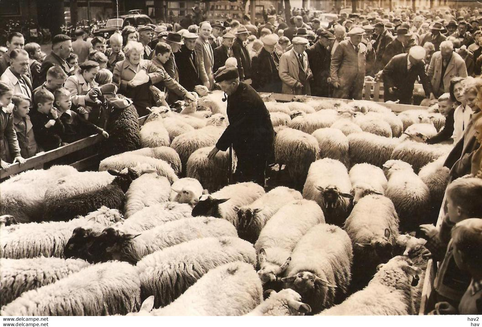 Persfoto Ede Schapendag 1956 KE1250 - Ede