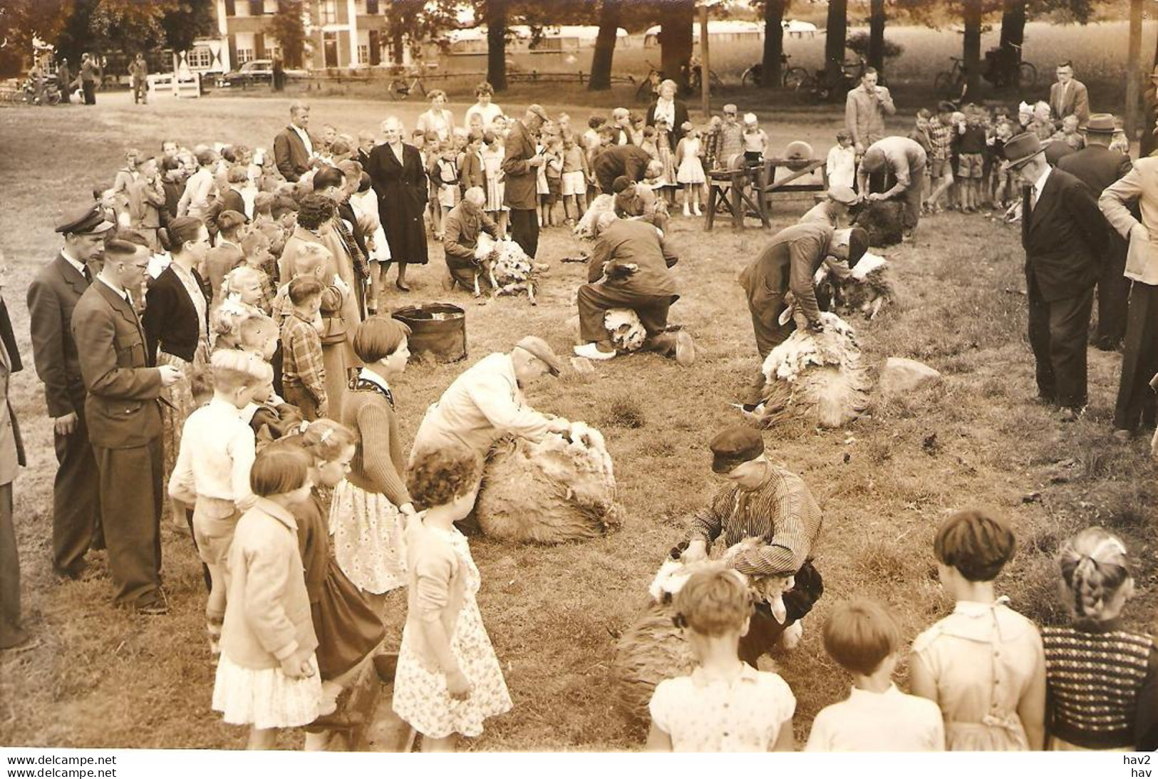 Persfoto Ede Schaapscheerdersfeest KE1233 - Ede