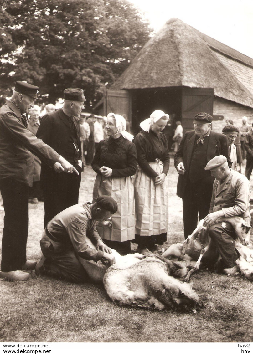 Persfoto Ede Schaapscheren Zuid-Ginkel 1958 KE1199 - Ede