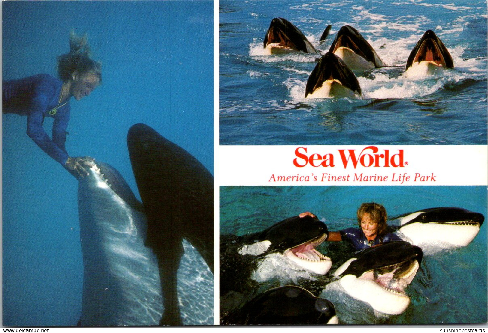 Florida Orlando San Diego & Aurora Shamu & Killer Whales - Orlando