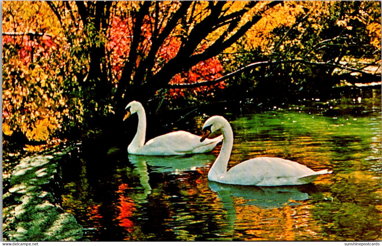 Canada Winnipeg Assinibone Park White Swans - Winnipeg