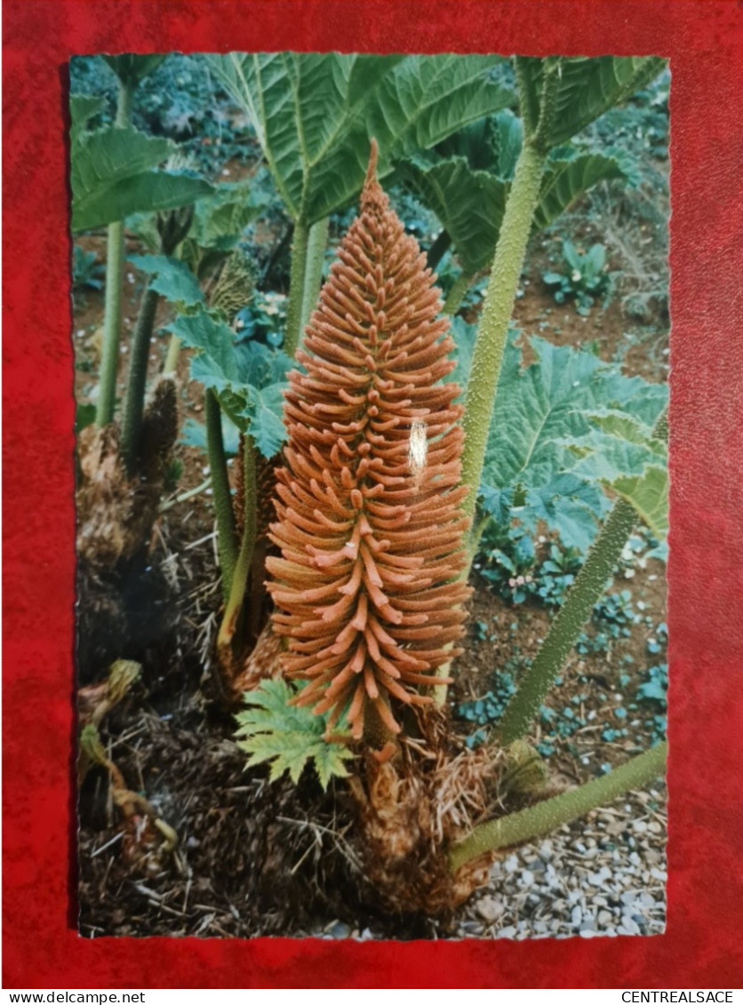 Carte GENDREY FLEURS DU GUNNERA MANICATA BRESIL - Gendrey