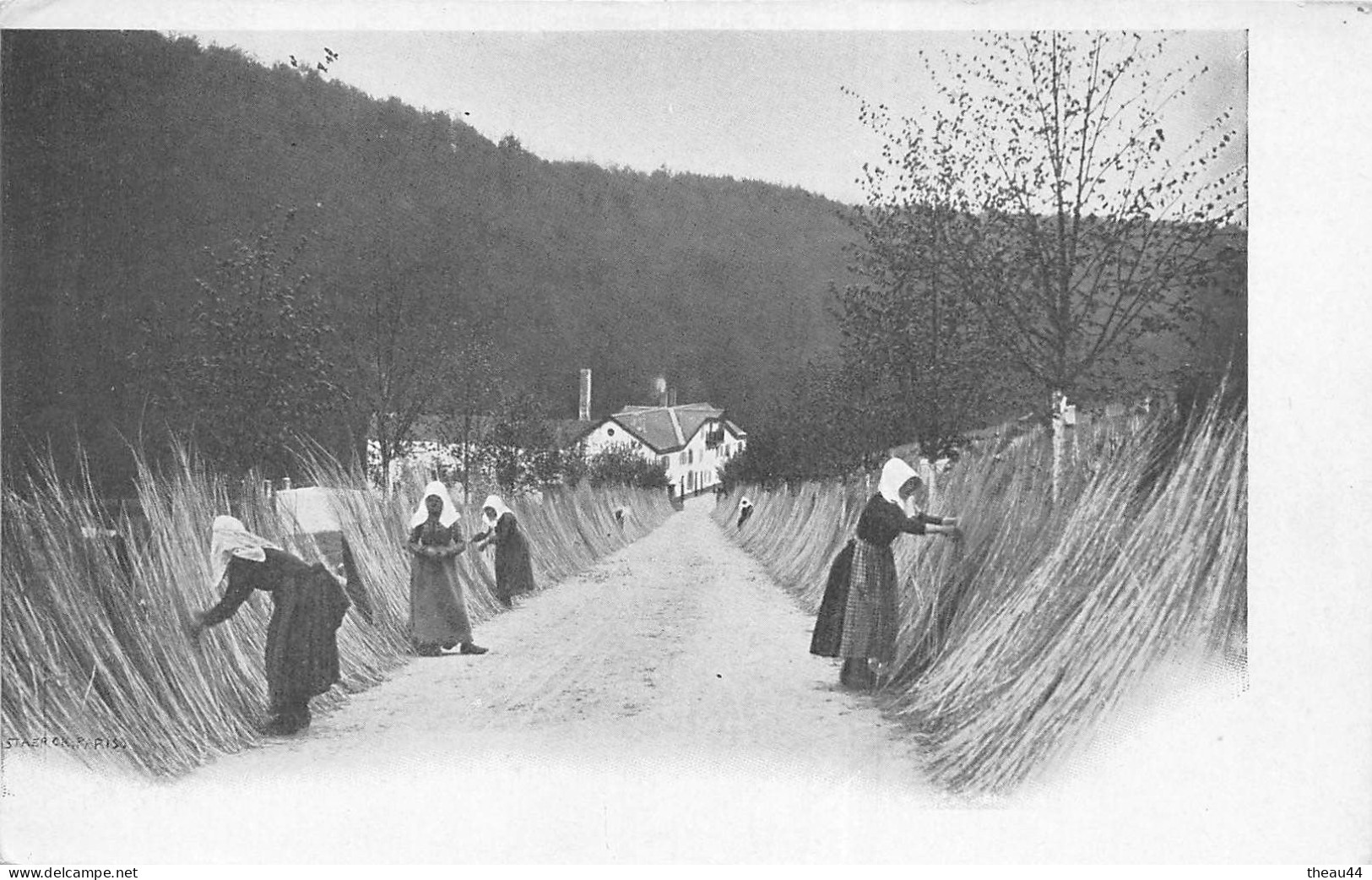 LUXEMBOURG - Culture De L'Osier Servant Pour Les Paniers à Champagne De La Maison " MERCIER & Cie " - Sonstige & Ohne Zuordnung