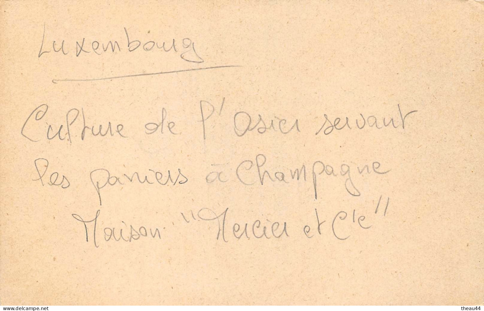 LUXEMBOURG - Culture De L'Osier Servant Pour Les Paniers à Champagne De La Maison " MERCIER & Cie " - Altri & Non Classificati