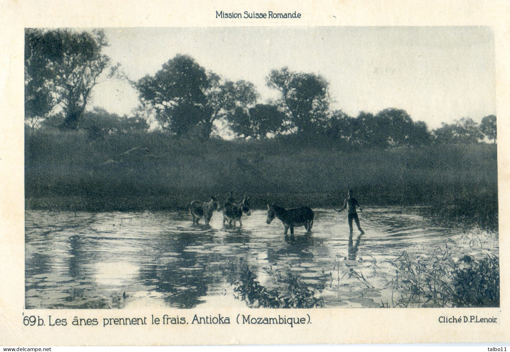 Mozambique - Les ânes Prennent Le Frais - Antioka - Mission Suisse Romande - Mozambico