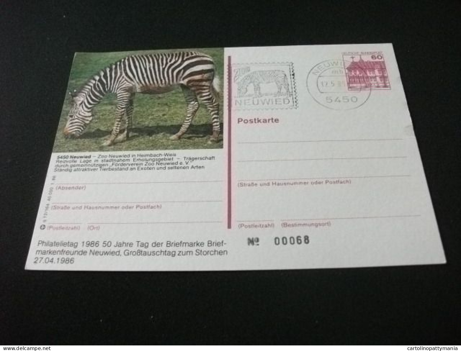 ZEBRA NEUWIED  ZOO 1986  GERMANIA - Zèbres