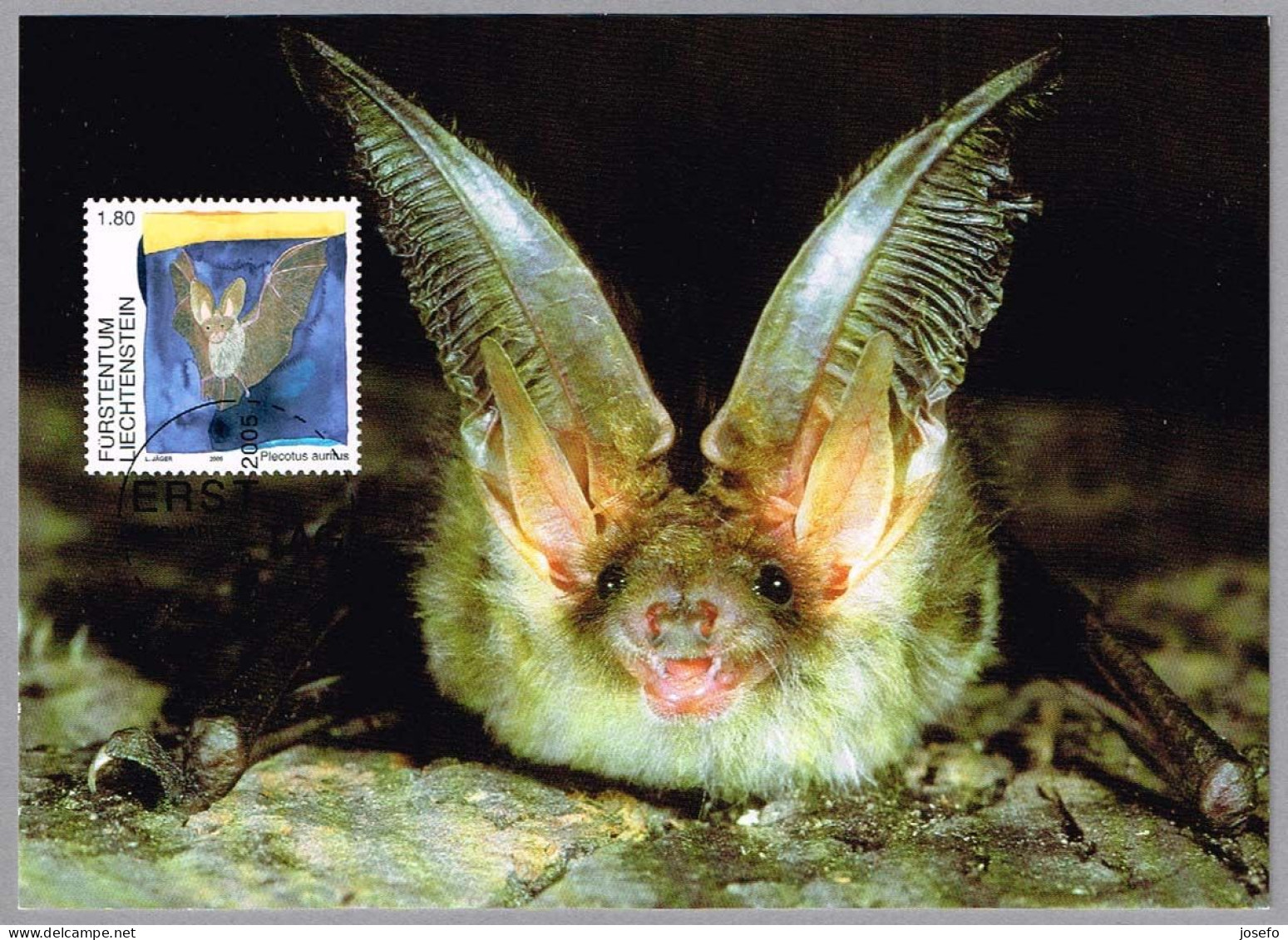 PLECOTUS AURITUS. Liechtenstein 2005. Murcielago - Bat - Fledermause - Bats