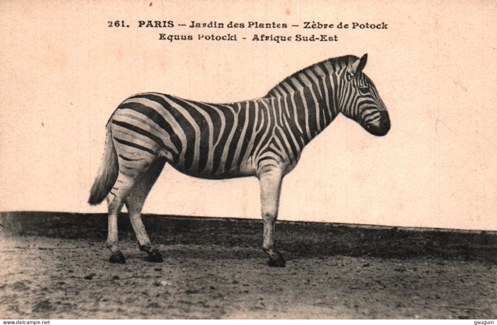 CPA - PARIS Jardin Des Plantes - ZÈBRE De Potock - Edition L.Moreau - Cebras