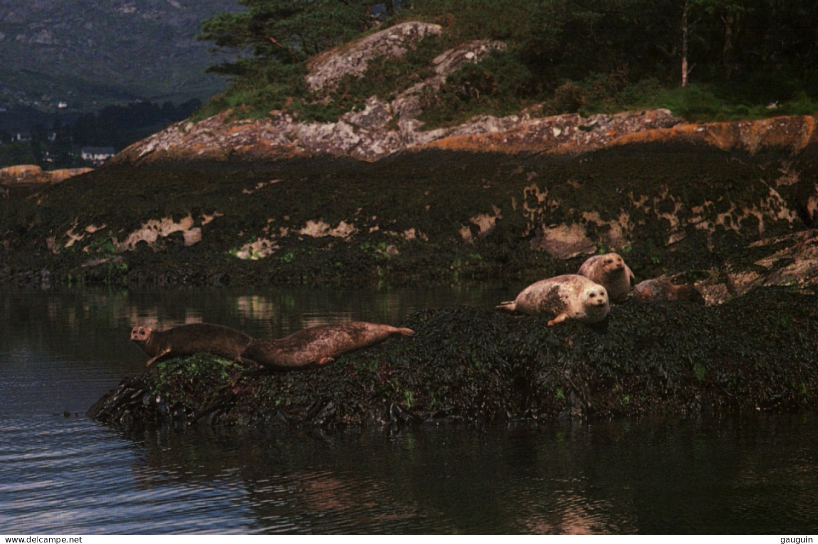 CPM - GARNISH ISLAND - ILNACULLIN - PHOQUES Au Repos Sur Des Rochers …. - Cork