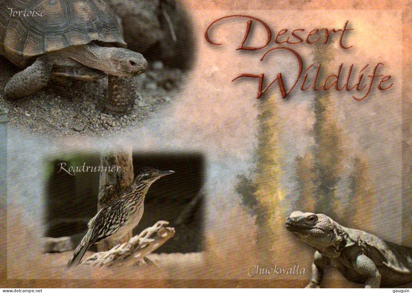 CPM - SONORA DESERT (Arizona) - Desert Wildlife …. - Autres & Non Classés