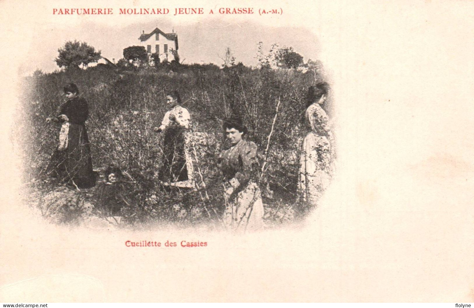 Grasse - Série De 5 Cpa - PARFUMERIE MOLINARD JEUNE - Cueillette Cueilleuses - Grasse