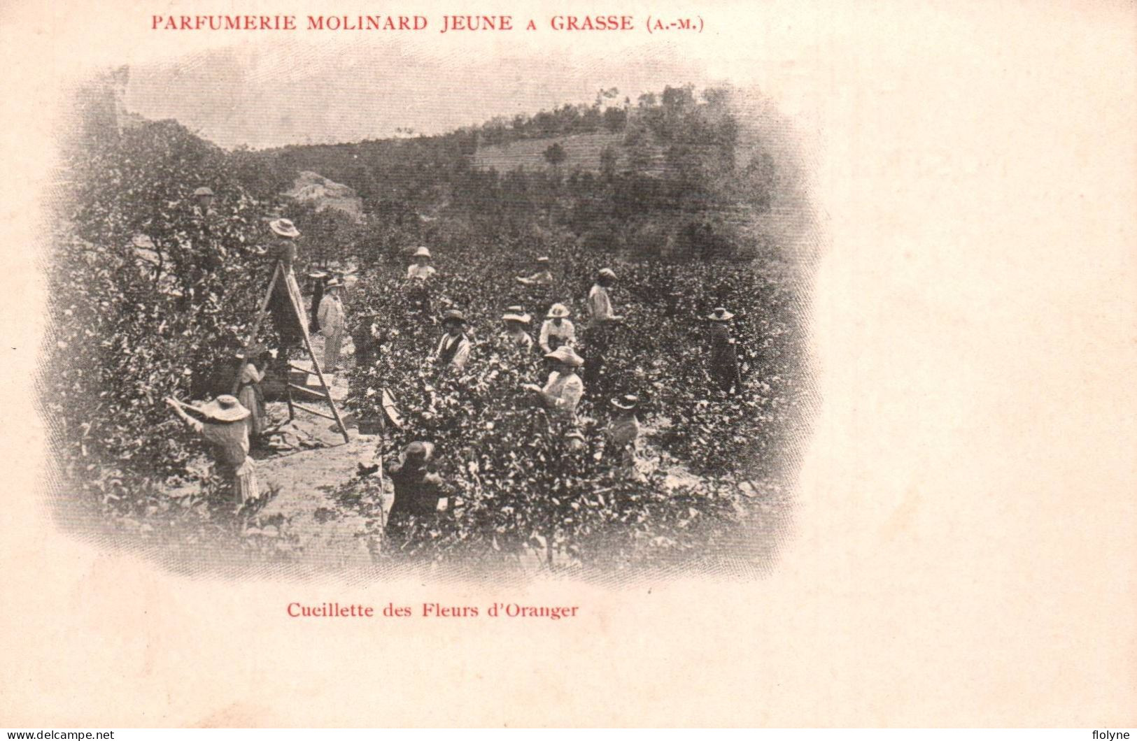 Grasse - Série De 5 Cpa - PARFUMERIE MOLINARD JEUNE - Cueillette Cueilleuses - Grasse