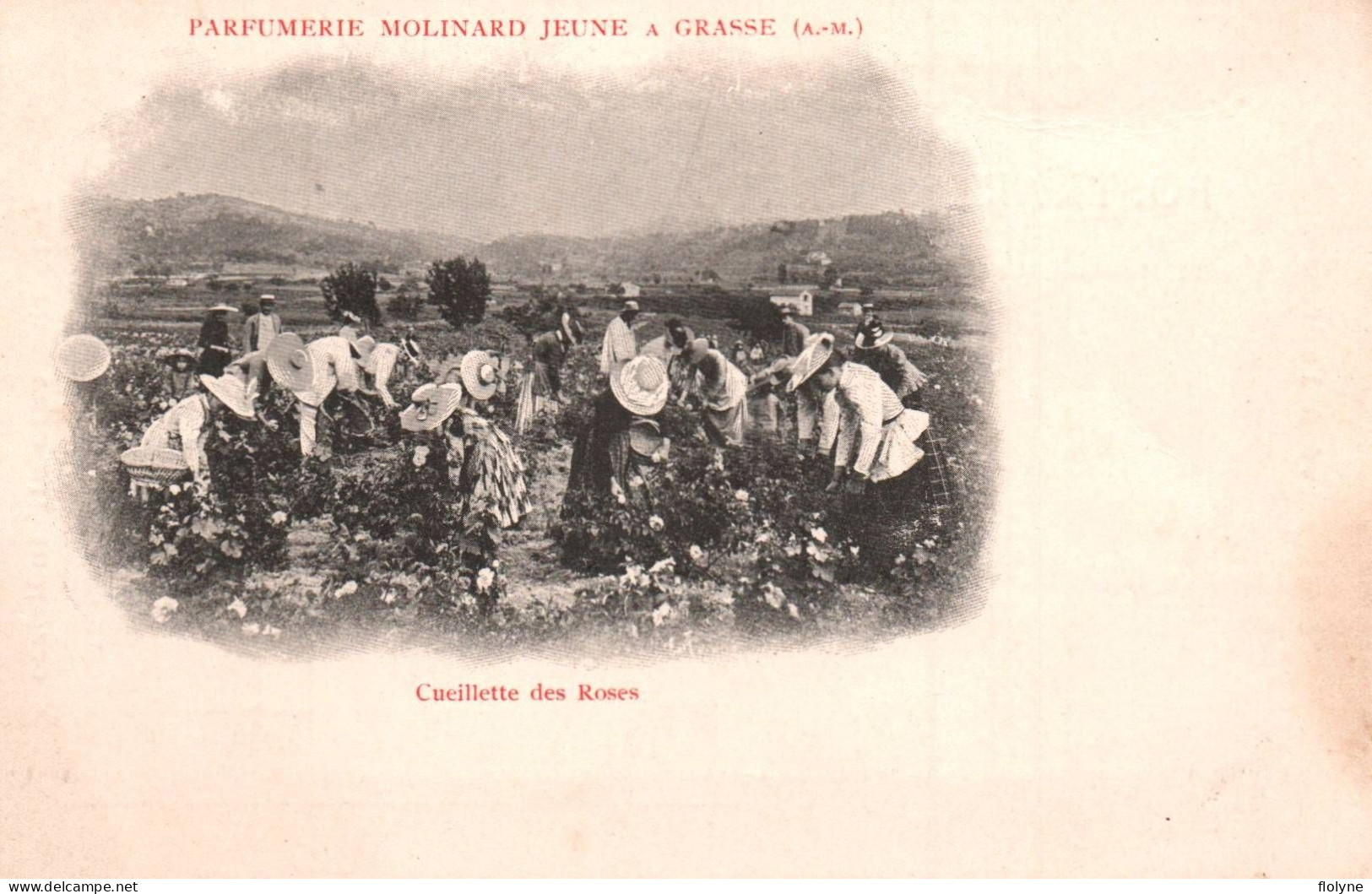 grasse - série de 5 cpa - PARFUMERIE MOLINARD JEUNE - cueillette cueilleuses